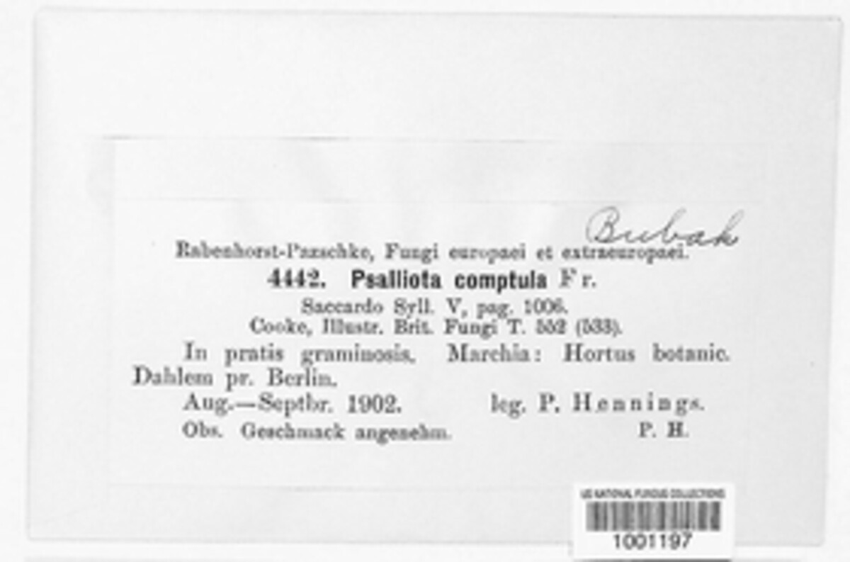 Psalliota comtula image